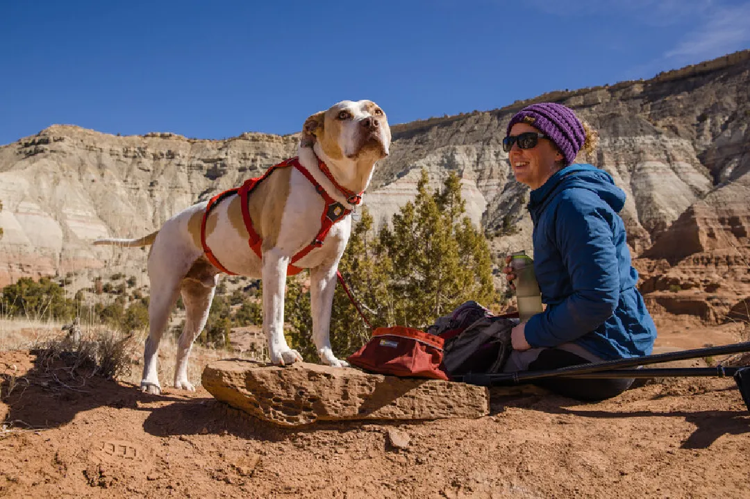 Ruffwear Dog Harness, Web Master (New Colours)