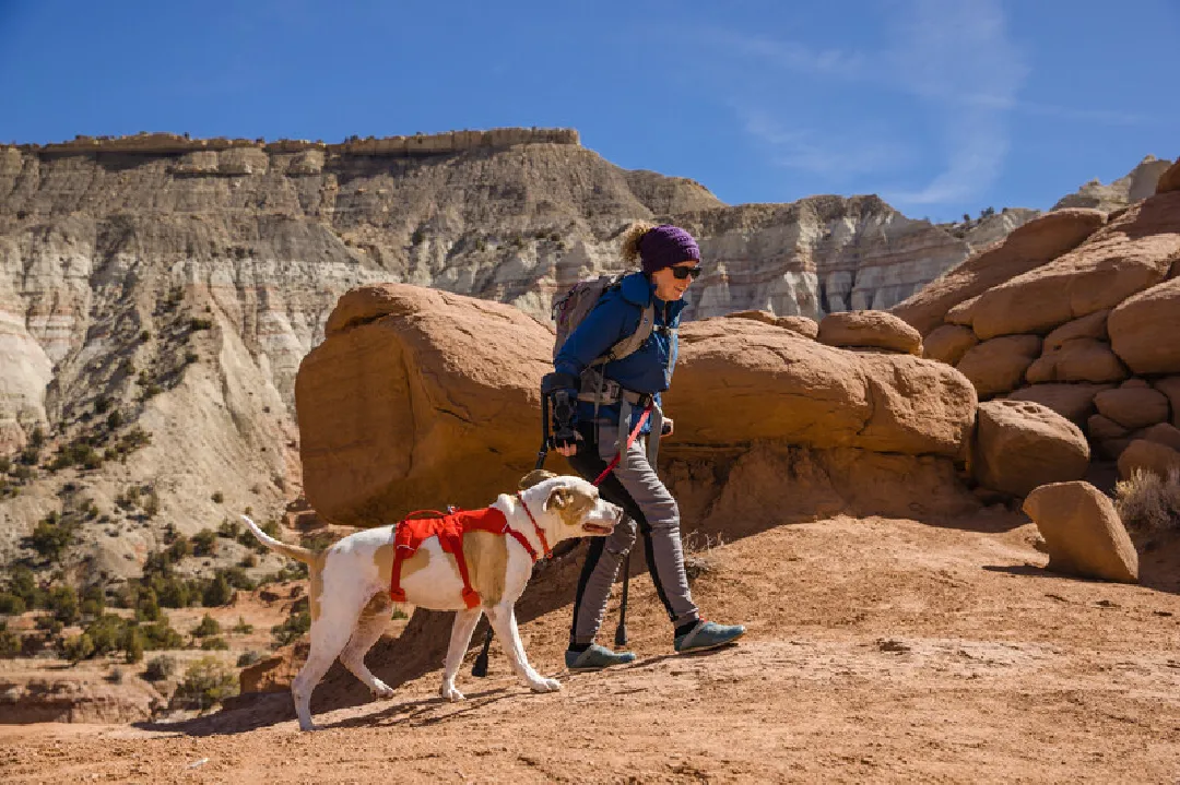 Ruffwear Dog Harness, Web Master (New Colours)